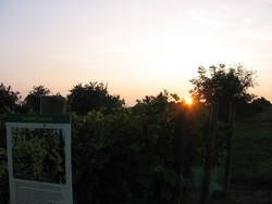 vinice