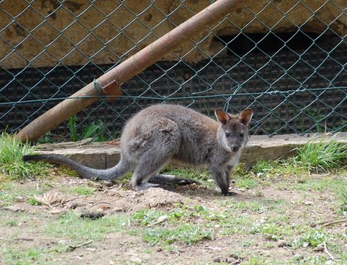 klokan