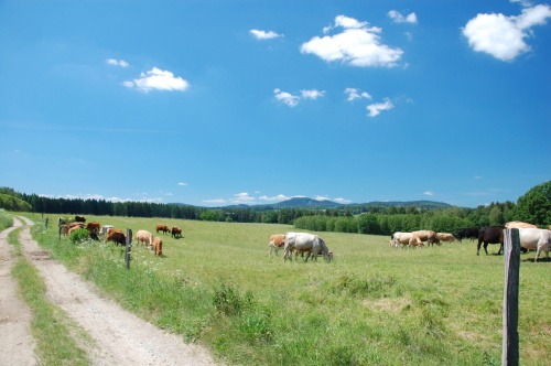 novohradske I 4